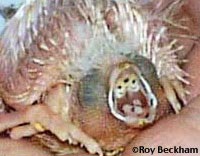 FC Zebra Finch...Loading....