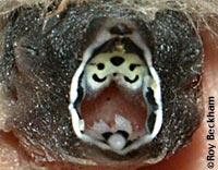 Gray Zebra Finch...Loading....