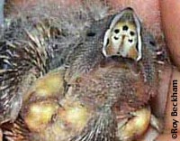 LB Zebra Finch...Loading....