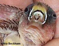 Fawn Society Finch...Loading....