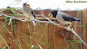 Haw finch pair