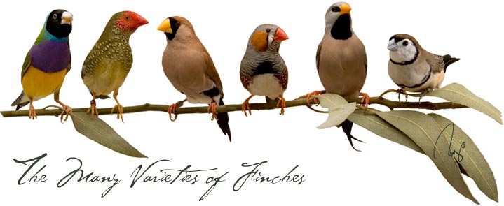 The Varieties Of Finches,Small Parrots That Talk