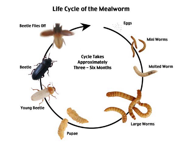 bænk anspændt opkald Mealworm vs Buffalo Worm - What is the Difference? – Hive Explorer